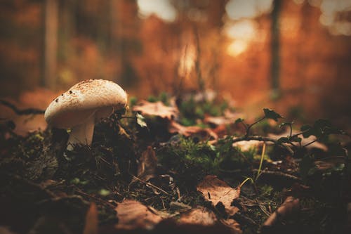 绿叶植物旁边的白色和棕色蘑菇 · 免费素材图片