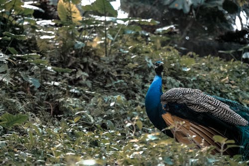 白天在绿草地上的蓝孔雀 · 免费素材图片