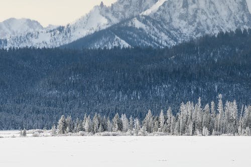 山和树木覆盖着雪 · 免费素材图片
