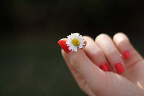 拿着白色的花瓣花的红指甲的人 · 免费素材图片
