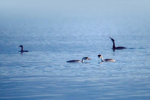 3只黑白鸟在水面上 · 免费素材图片