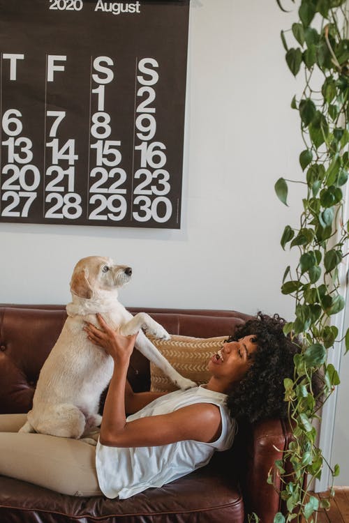 黑人妇女和狗在沙发上玩 · 免费素材图片