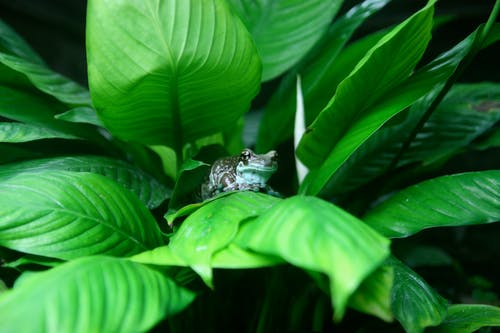 棕色和白色的青蛙，绿色的叶子的植物 · 免费素材图片