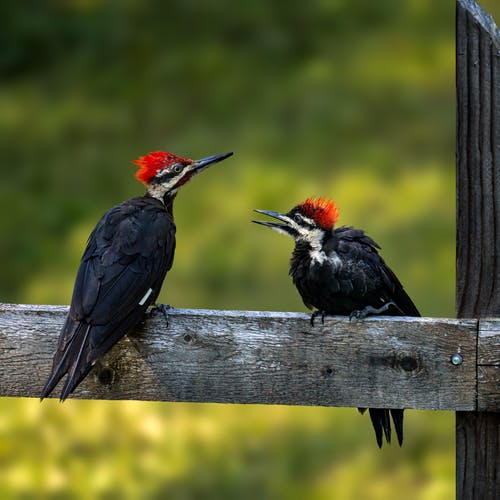 有关动物学, 和平的, 啄木鸟的免费素材图片