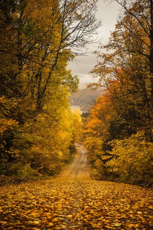 秋天的树木的浅焦点照片 · 免费素材图片