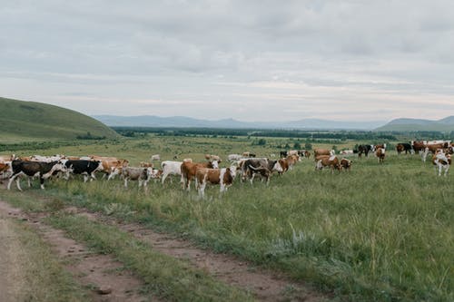 在新鲜的绿草间放牧的牛群 · 免费素材图片