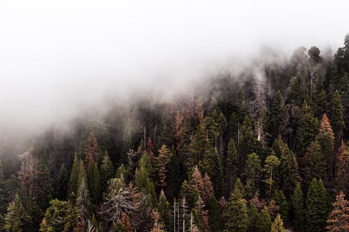 绿松树与雾 · 免费素材图片