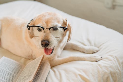 可爱的拉布拉多犬在眼镜躺在床上的书 · 免费素材图片