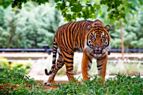 白天白天绿草之上的老虎 · 免费素材图片