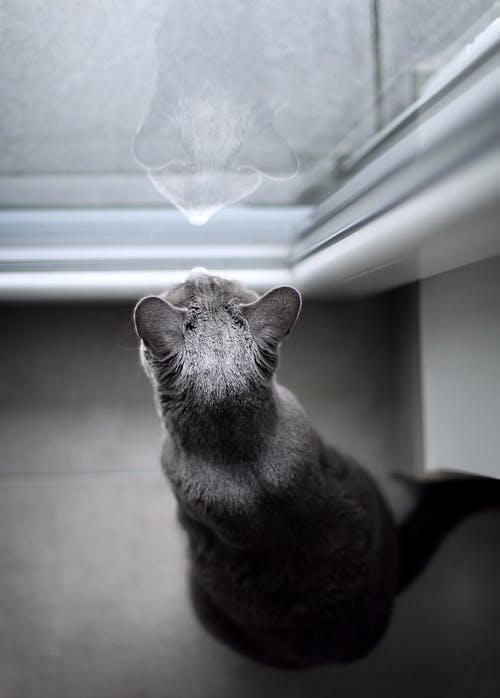猫看着窗户的顶视图照片 · 免费素材图片