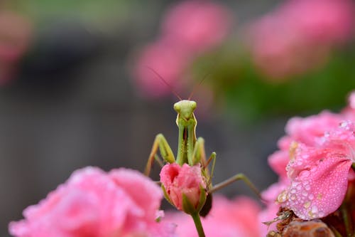 有关微距拍摄, 昆虫, 模糊的背景的免费素材图片