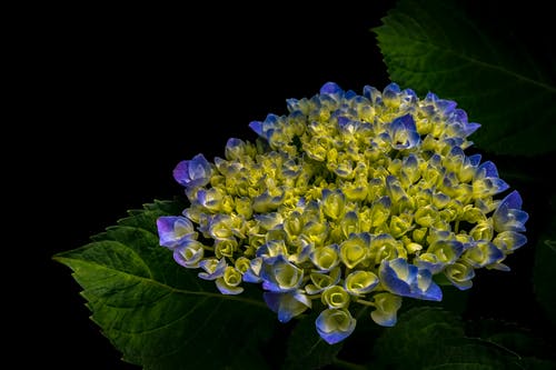 黄色和蓝色的花瓣花的特写摄影 · 免费素材图片