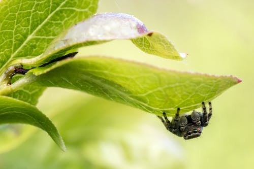 绿叶上的黑色和棕色蜘蛛 · 免费素材图片
