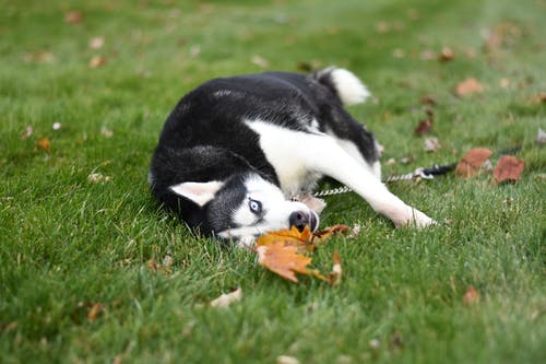 躺在绿草地上的黑色和白色西伯利亚哈士奇犬 · 免费素材图片