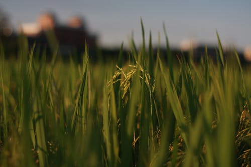 稻田照片 · 免费素材图片