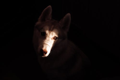 有关动物, 可爱, 哺乳动物的免费素材图片