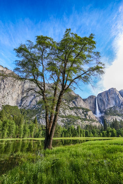 有关垂直拍摄, 增长, 天性的免费素材图片