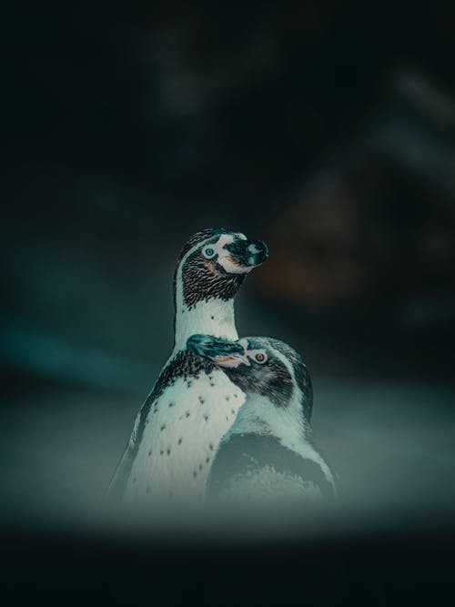 白色和黑色的企鹅在特写摄影 · 免费素材图片