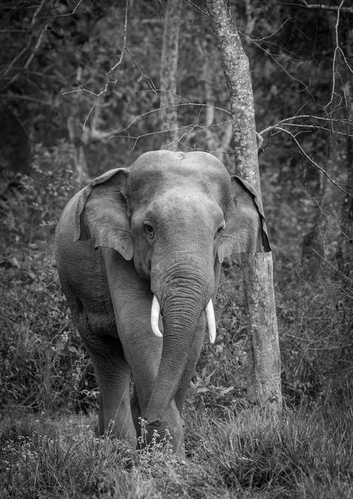 大象的单色照片 · 免费素材图片