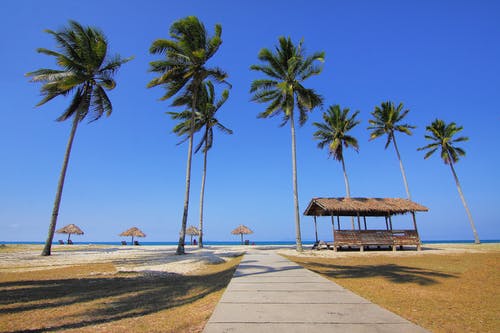 白天在海边两旁的椰子树 · 免费素材图片