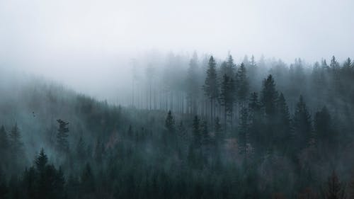 有雾的日子的树木黑白摄影 · 免费素材图片