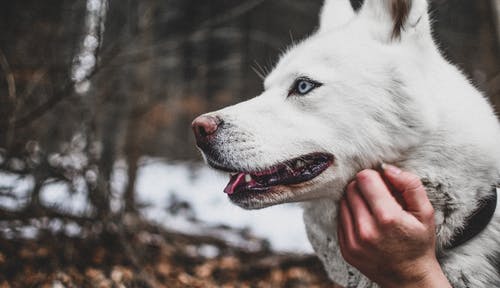 白西伯利亚雪橇犬照片 · 免费素材图片
