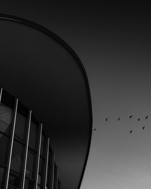 建筑物上方鸟类的低角度摄影 · 免费素材图片