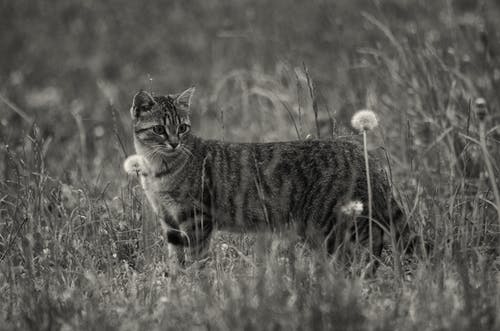 草和花朵上的短毛中等大小猫的灰度照片 · 免费素材图片