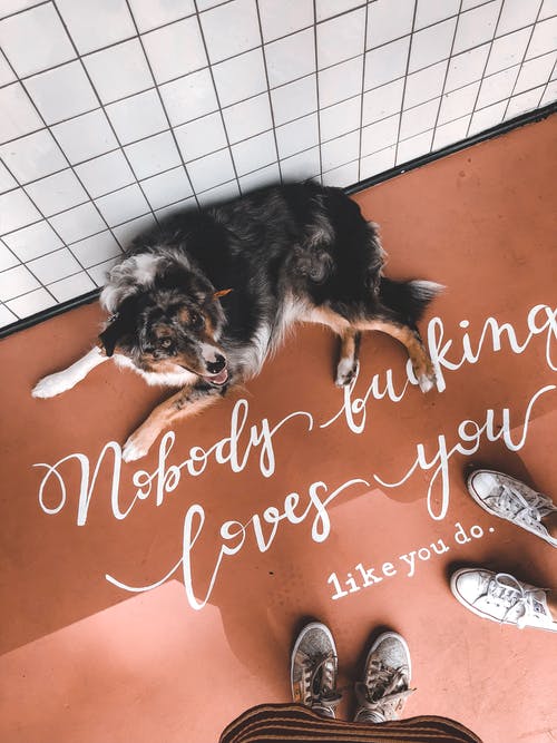 黑色和棕色长涂层的狗躺在棕色地板上 · 免费素材图片