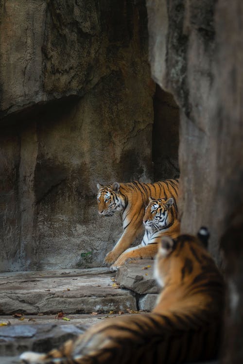 老虎躺在岩石上 · 免费素材图片