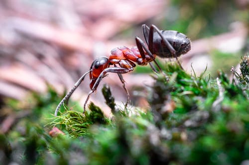 火蚂蚁在草地上的选择性聚焦摄影 · 免费素材图片