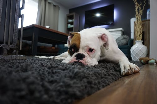 躺在黑色地毯上的白色和棕褐色英国斗牛犬 · 免费素材图片