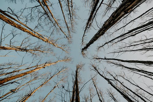 裸树的虫眼摄影 · 免费素材图片