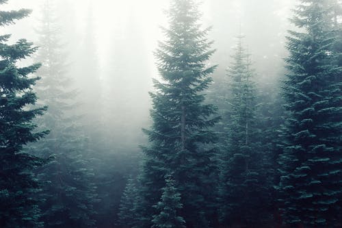有关冷杉, 有雾, 有雾的的免费素材图片