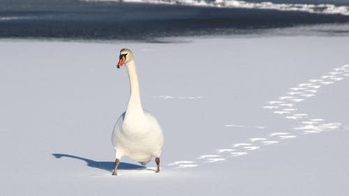 白鸭在白沙上 · 免费素材图片