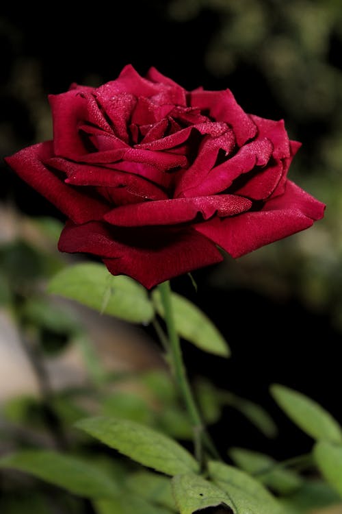 有关垂直拍摄, 特写, 红玫瑰的免费素材图片