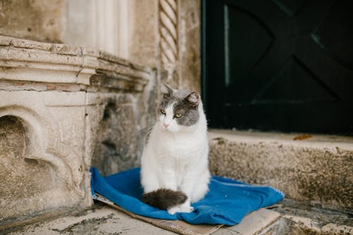 蓬松的猫坐在入口附近的蓝色布料上 · 免费素材图片
