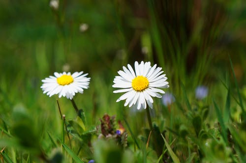 白天两朵白菊花 · 免费素材图片
