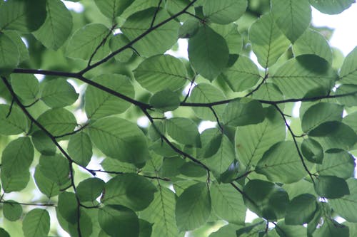 绿叶树 · 免费素材图片