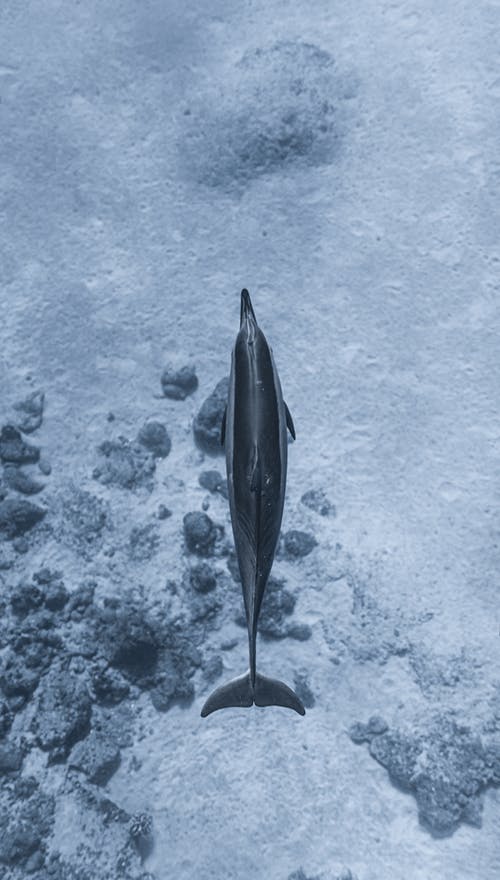可爱的海豚在珊瑚礁附近海底游泳 · 免费素材图片