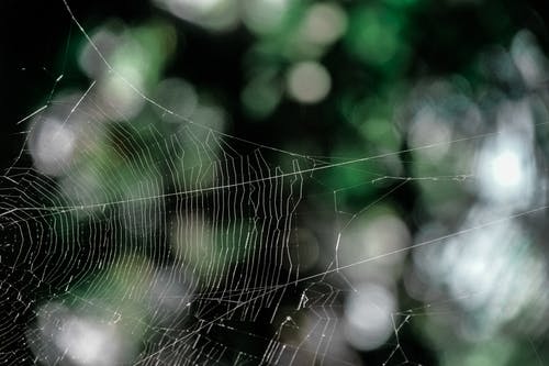 选择性聚焦摄影中的白色蜘蛛网 · 免费素材图片