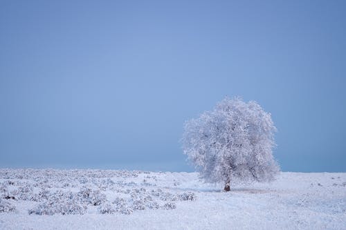 大雪覆盖的树 · 免费素材图片