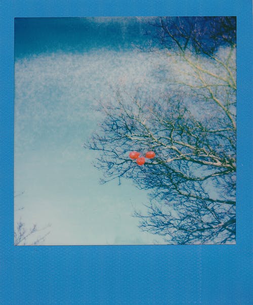 灰色和橙色的裸树照片 · 免费素材图片