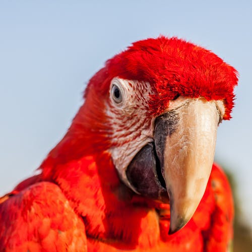 红色猩红色金刚鹦鹉鹦鹉的肖像照片 · 免费素材图片