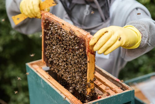 作物农民从蜂窝蜂巢取蜂窝 · 免费素材图片