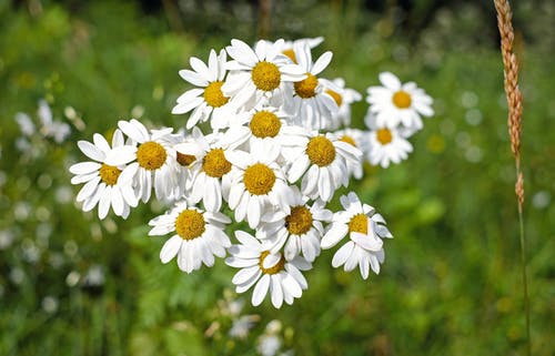 盛开的白色雏菊花的选择性聚焦摄影 · 免费素材图片