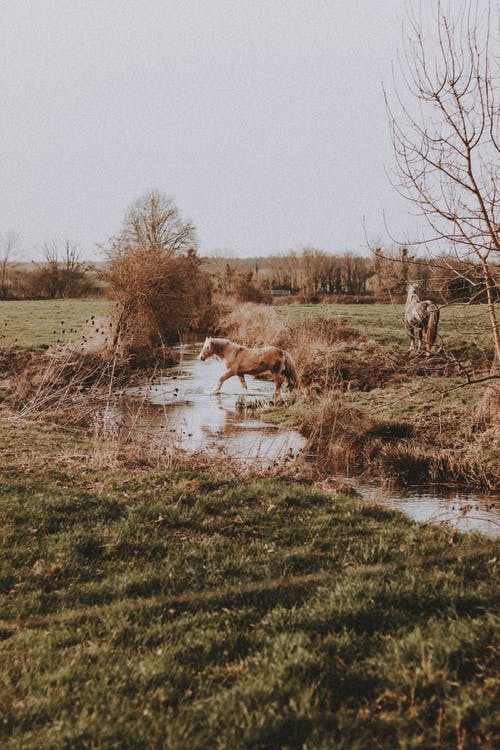 有关分公司, 动物学, 动物的免费素材图片