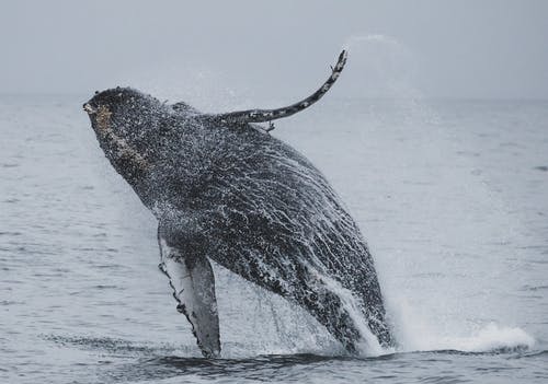 座头鲸跳海 · 免费素材图片