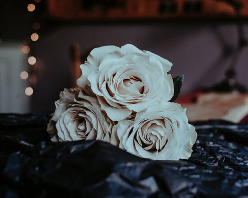 白玫瑰的特写照片 · 免费素材图片