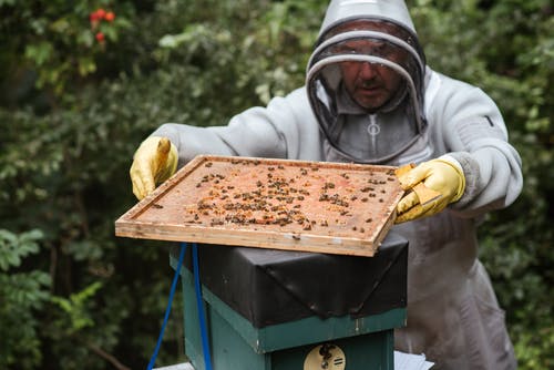 蜜蜂在养蜂场收获蜂蜜的人 · 免费素材图片